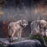 Zwei Wölfe in herbstlichem Wald, düstere Stimmung