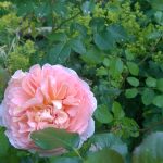 WP_20150703_08_08_04_Pro